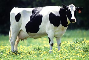 actual cow, for comparison.